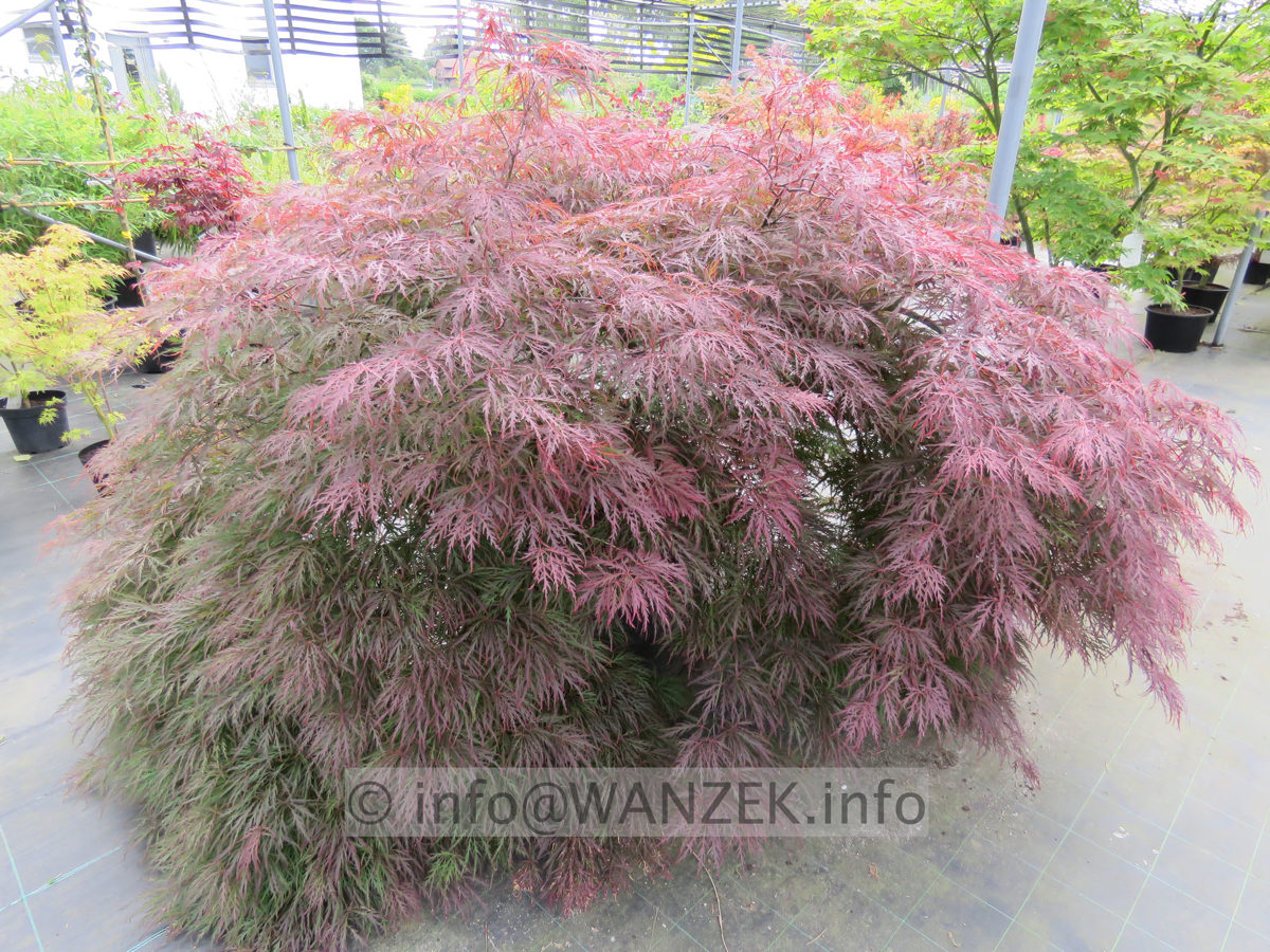 Acer palmatum Dissectum Garnet 3m.JPG